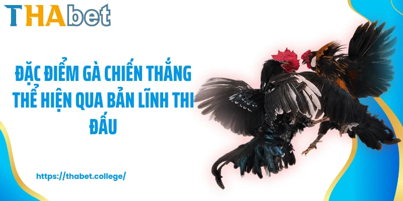 Đặc điểm gà chiến thắng thể hiện qua bản lĩnh thi đấu