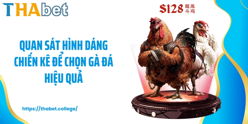Quan sát hình dáng chiến kê để chọn gà đá hiệu quả